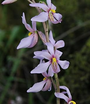 Flower Seeds, Seeds,Seeds For Planting,Plant Seeds