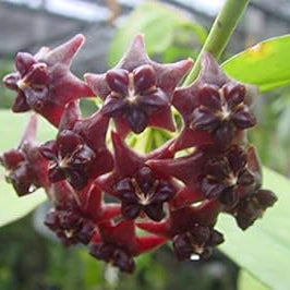 Flower Seeds, Seeds,Seeds For Planting,Plant Seeds