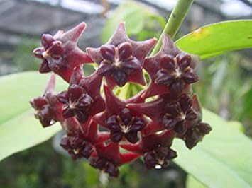 Flower Seeds, Seeds,Seeds For Planting,Plant Seeds