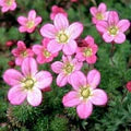 Pink Saxifraga Flower Seeds – Heirloom, Non-GMO, Colorful Display