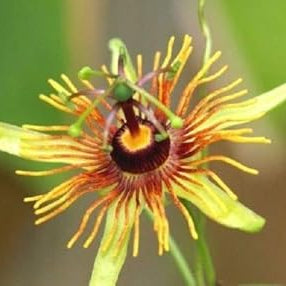Flower Seeds, Seeds,Seeds For Planting,Plant Seeds