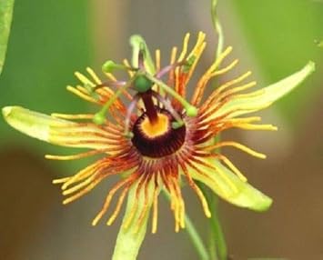 Flower Seeds, Seeds,Seeds For Planting,Plant Seeds
