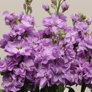 Flower Seeds, Seeds,Seeds For Planting,Plant Seeds