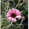 Pink Leucanthemum Flower Seeds for Planting – Heirloom Non-GMO, High Germination, Wildflower Mix