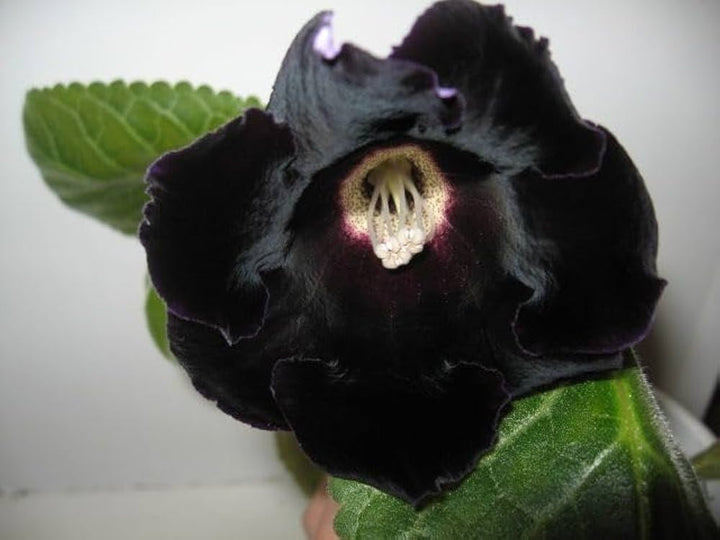 Black Gloxinia Flower Seeds for Planting – Heirloom, Non-GMO, Garden Favorite, High Germination