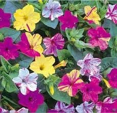 Flower Seeds, Seeds,Seeds For Planting,Plant Seeds