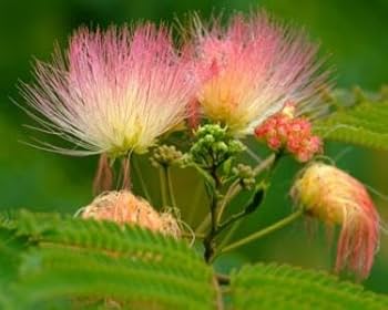 Orange Albizia Flower Seeds for Planting – Heirloom, Non-GMO, Shade Tolerant Organic Garden Seeds