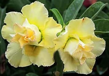 Flower Seeds, Seeds,Seeds For Planting,Plant Seeds