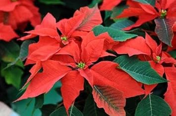 Flower Seeds, Seeds,Seeds For Planting,Plant Seeds