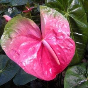 Flower Seeds, Seeds,Seeds For Planting,Plant Seeds