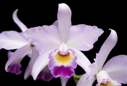 Cattleya Flower Seeds for Planting Light Violet & White – Easy to Grow, Heirloom, Non-GMO, High Germination Organic Garden Seeds