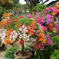 Flower Seeds, Seeds,Seeds For Planting,Plant Seeds