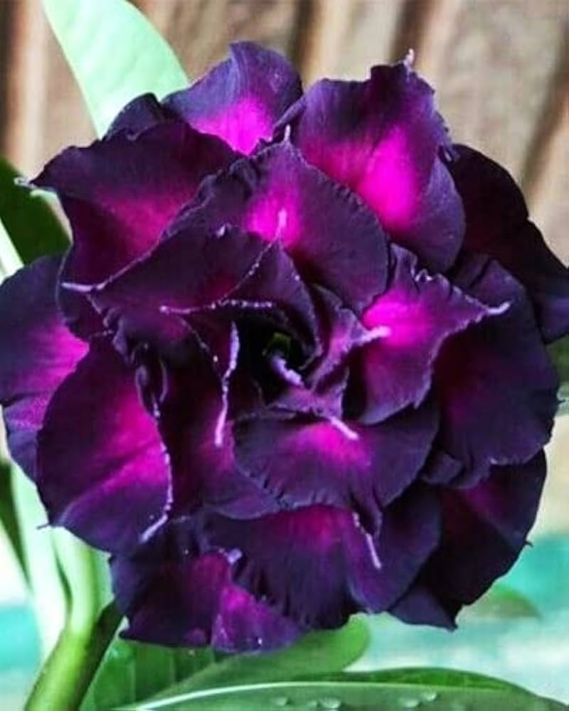 Violet Pink Adenium Obesum Flower Seeds for Planting – Heirloom, Non-GMO, High Germination, Sun-Loving