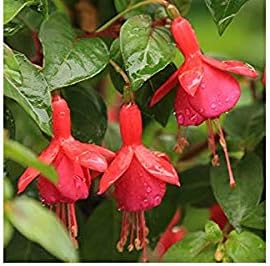 Flower Seeds, Seeds,Seeds For Planting,Plant Seeds