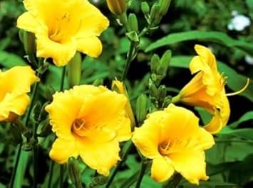 Flower Seeds, Seeds,Seeds For Planting,Plant Seeds