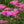 Flower Seeds, Seeds,Seeds For Planting,Plant Seeds