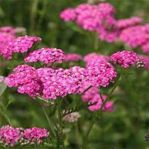 Flower Seeds, Seeds,Seeds For Planting,Plant Seeds