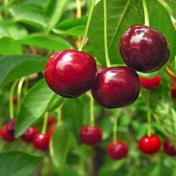 Fruit Seeds,Garden seeds, Seeds For Planting,Plant Seeds