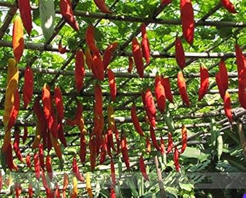 Vegetable Seeds,Garden seeds, Seeds For Planting,Plant Seeds