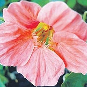 Flower Seeds, Seeds,Seeds For Planting,Plant Seeds