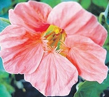 Flower Seeds, Seeds,Seeds For Planting,Plant Seeds