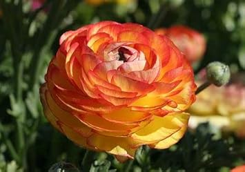 Flower Seeds, Seeds,Seeds For Planting,Plant Seeds