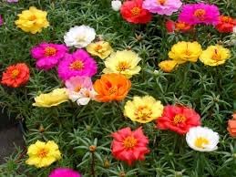 Moss Rose Flower Seeds for Planting  – Heirloom, Non-GMO, High Germination Garden Seeds