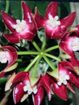 Flower Seeds, Seeds,Seeds For Planting,Plant Seeds