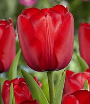 Flower Seeds, Seeds,Seeds For Planting,Plant Seeds
