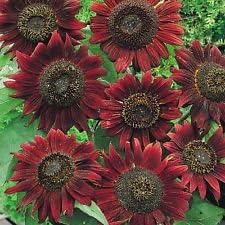 Flower Seeds, Seeds,Seeds For Planting,Plant Seeds