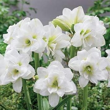 Flower Seeds, Seeds,Seeds For Planting,Plant Seeds