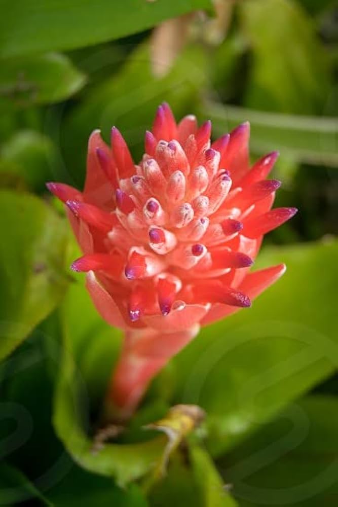 Red Bromeliad Flower Seeds for Planting – Garden Favorite Heirloom, Non-GMO Seeds for Home Garden