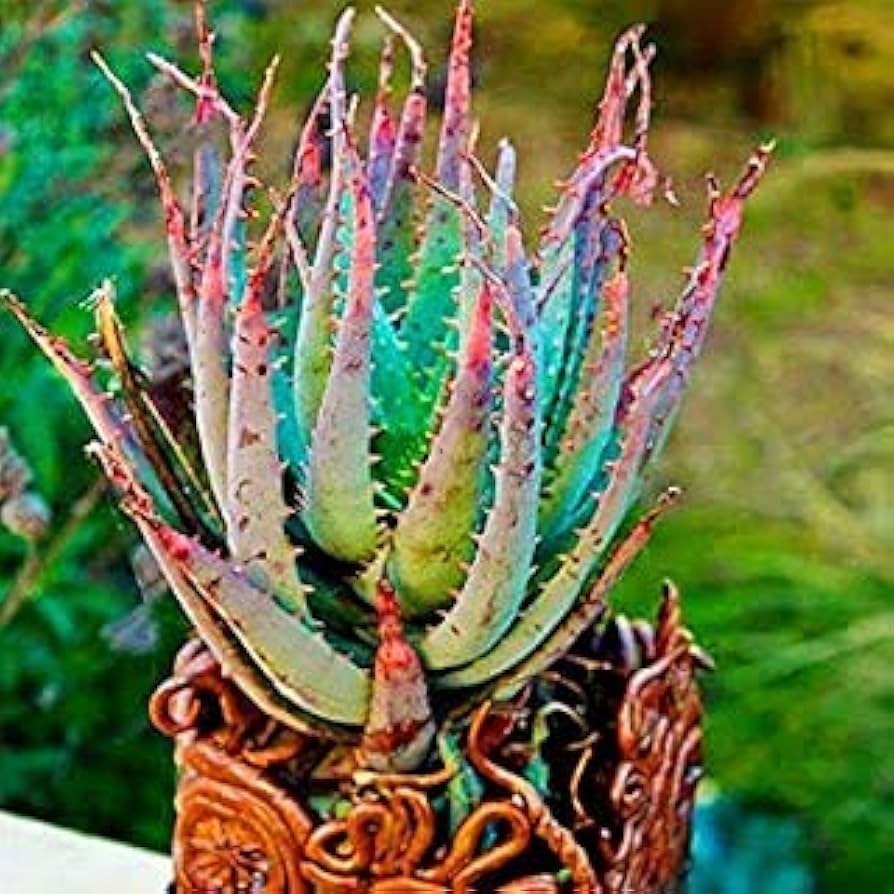 Edible Aloe Vera Mixed Colour Seeds for Planting – Heirloom, Non-GMO, High Germination Organic Garden Seeds for Home Garden