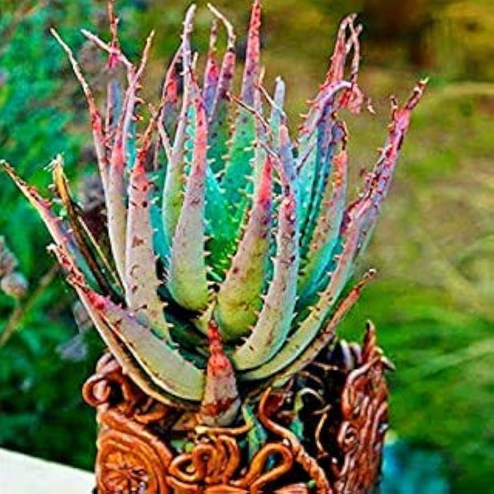 Edible Aloe Vera Mixed Colour Seeds for Planting – Heirloom, Non-GMO, High Germination Organic Garden Seeds for Home Garden