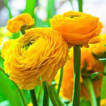 Flower Seeds, Seeds,Seeds For Planting,Plant Seeds