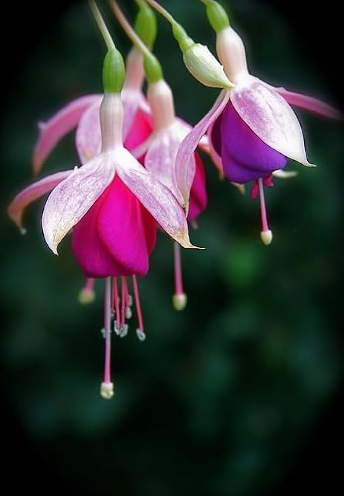 Fuchsia Perennial Flower Seeds for Planting – Heirloom, Non-GMO, Organic Garden Seeds, High Germination