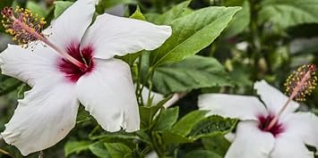 Flower Seeds, Seeds,Seeds For Planting,Plant Seeds