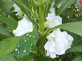White Balsamina Flower Seeds for Planting – Heirloom, Non-GMO, High Germination Organic Garden Seeds