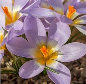 Flower Seeds, Seeds,Seeds For Planting,Plant Seeds