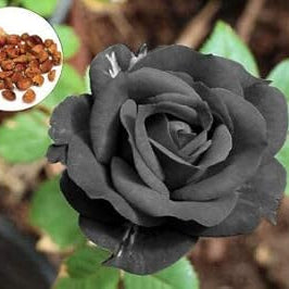 Flower Seeds, Seeds,Seeds For Planting,Plant Seeds