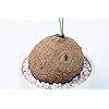 Caudex Seeds for Planting – Colorful Display, Heirloom &amp; Non-GMO Organic Garden Seeds