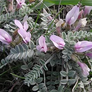Flower Seeds, Seeds,Seeds For Planting,Plant Seeds