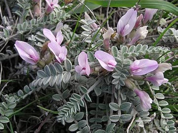 Flower Seeds, Seeds,Seeds For Planting,Plant Seeds