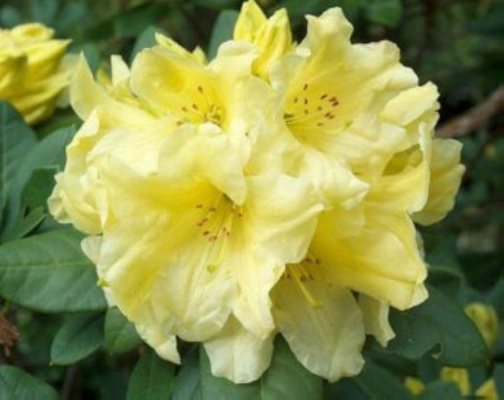 Rhododendron Flower Seeds for Planting Yellow – Shade Tolerant, Heirloom, Non-GMO, High Germination Organic Garden Seeds
