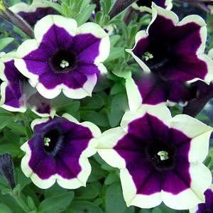 Dark Purple Magenta Petunia Flower Seeds for Planting – Heirloom, Non-GMO, Hardy Variety Organic Seeds