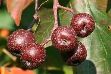 Fruit Seeds,Garden seeds, Seeds For Planting,Plant Seeds