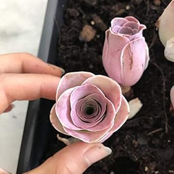 Flower Seeds, Seeds,Seeds For Planting,Plant Seeds