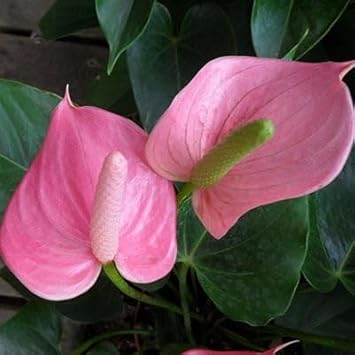 Flower Seeds, Seeds,Seeds For Planting,Plant Seeds