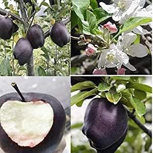 Fruit Seeds,Garden seeds, Seeds For Planting,Plant Seeds