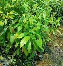 Herb Seeds,Garden seeds, Seeds For Planting,Plant Seeds